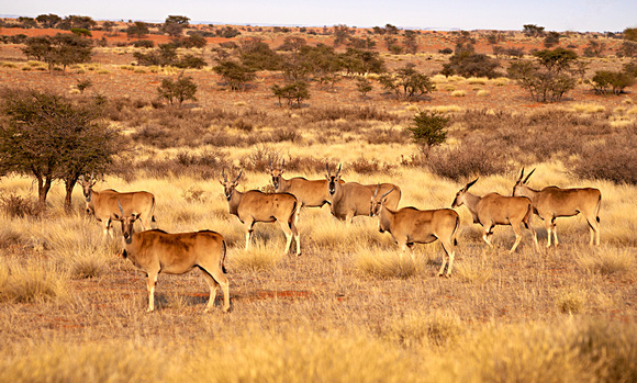 Kalahari Antelopes