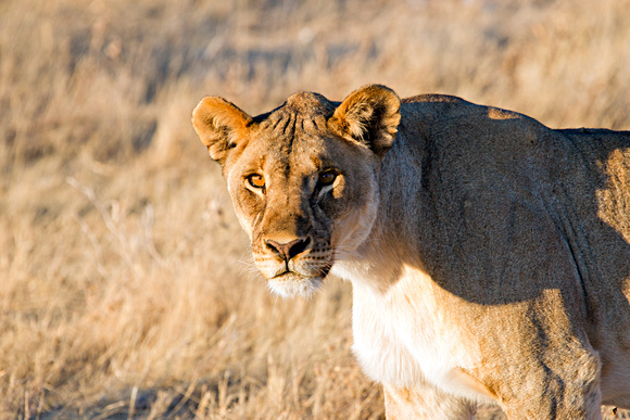 Etosha Lioness